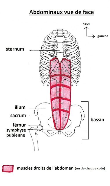 Mieux comprendre le périnée et les abdominaux