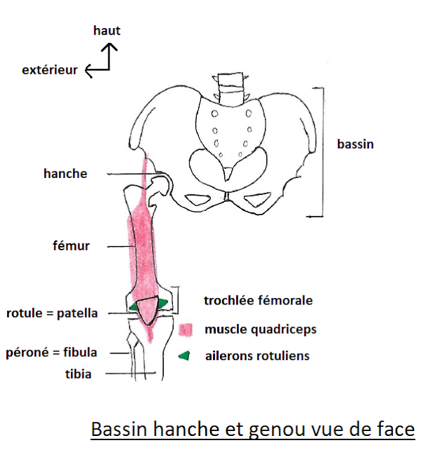 Luxation et sub luxation de la rotule