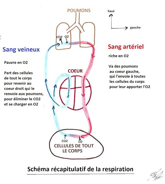 La respiration de A à Z